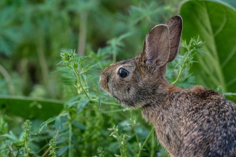 How high can rabbits jump_A wild rabbit