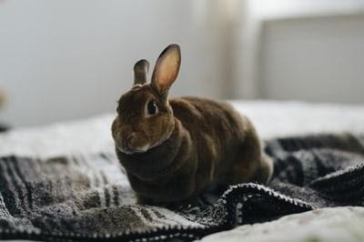 How high can rabbits jump_A rabbit on a bed