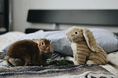 How high can rabbits jump_A rabbit on the bed