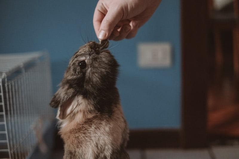 How high can rabbits jump_A rabbit receiving a treat