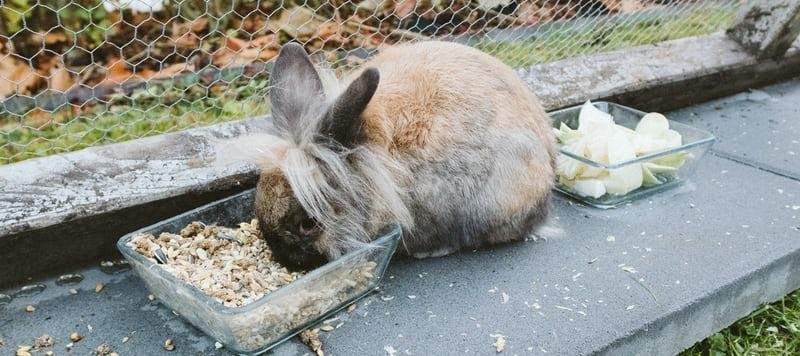 How many times a day should I feed my bunny_A eating rabbit