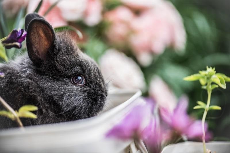 How many times a day should I feed my bunny_A rabbit eating