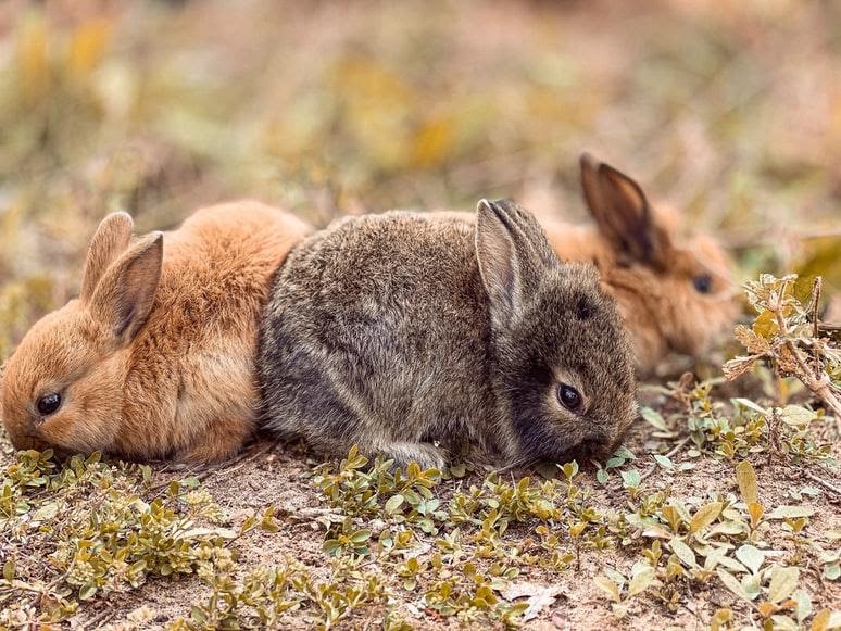 How many times a day should I feed my bunny_Brown rabbits eating
