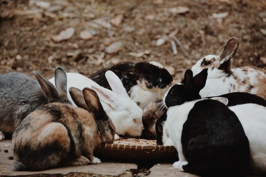 How many times a day should I feed my bunny_Rabbits eating