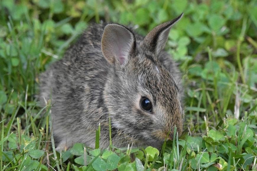 Is feeding a baby rabbit difficult_ A wild baby rabbit