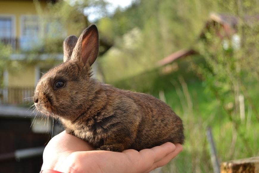 Is feeding a baby rabbit difficult_A baby bunny