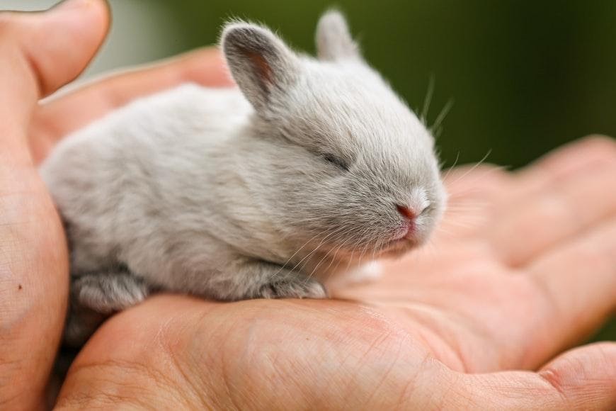 Is feeding a baby rabbit difficult_A tiny rabbit