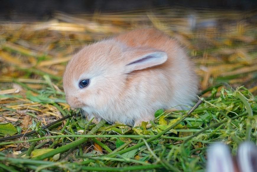 Is feeding a baby rabbit difficult_A young rabbit