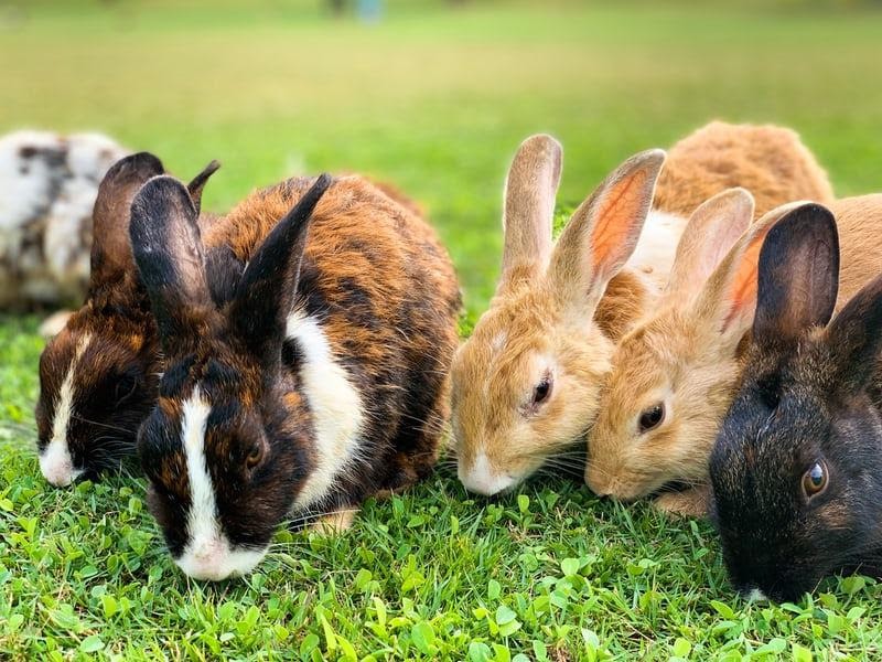 Is rabbit meat healthy for you_many rabbits eating grass