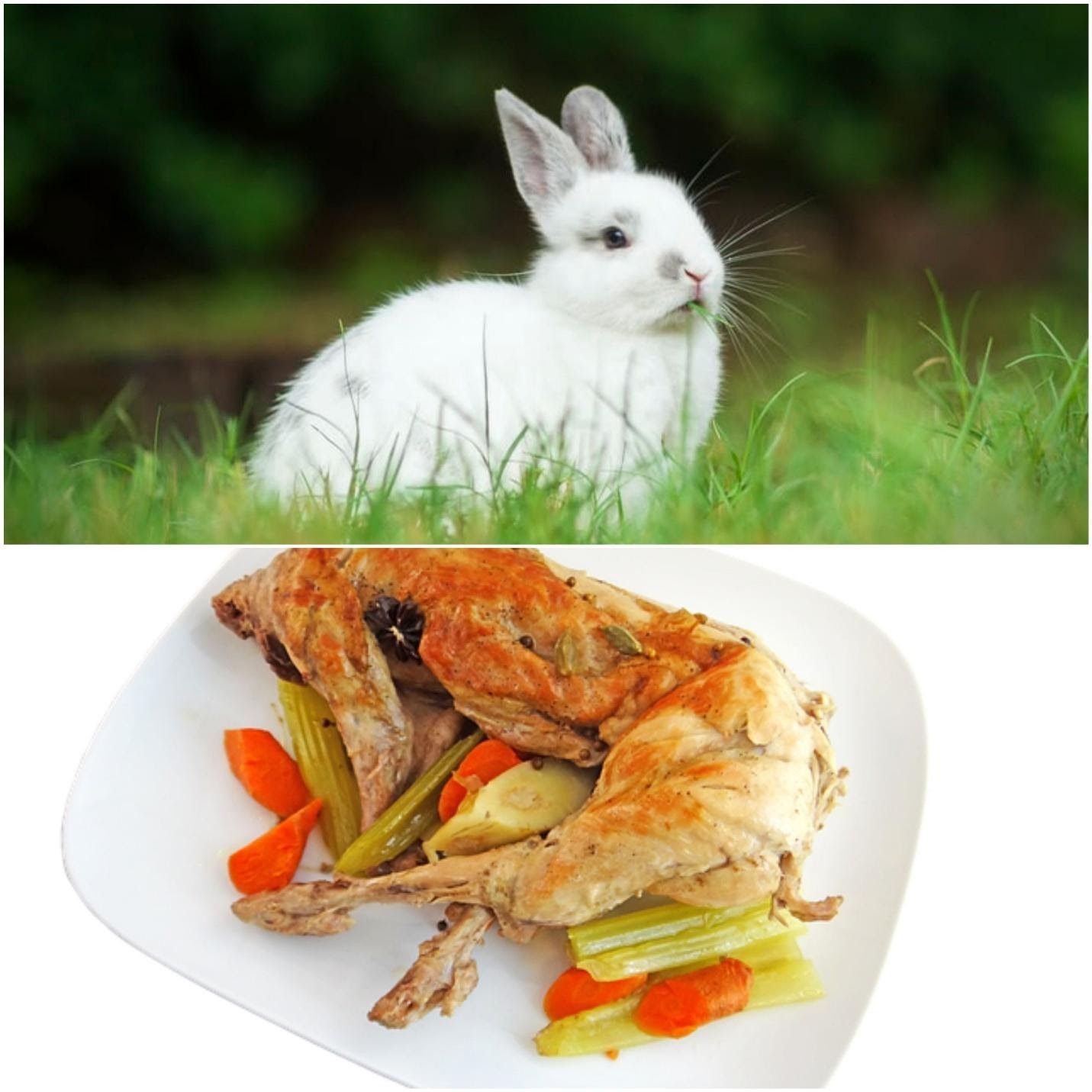is rabbit meat healthy for you_A live rabbit and cooked rabbit meat