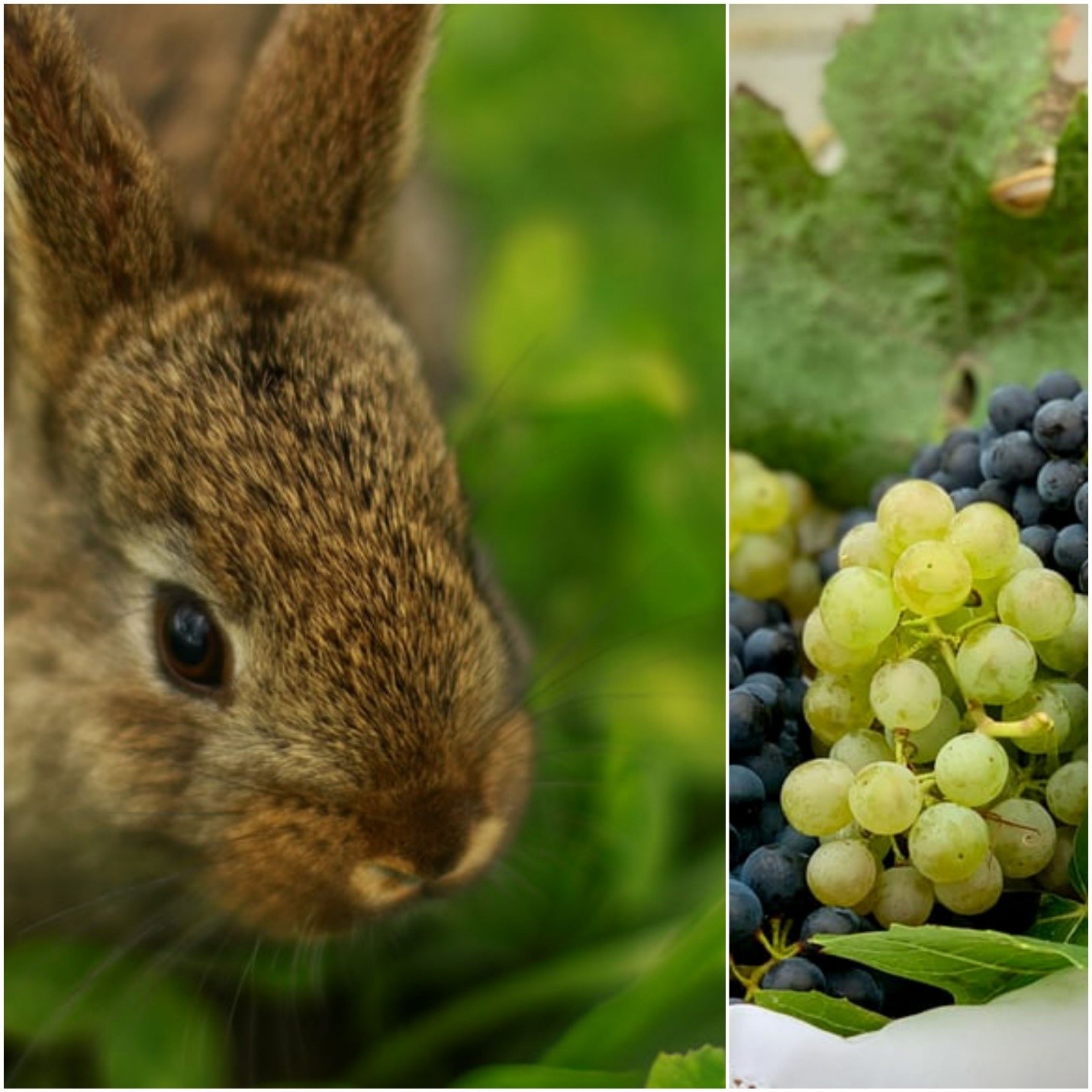 Can Rabbits Eat Grapes