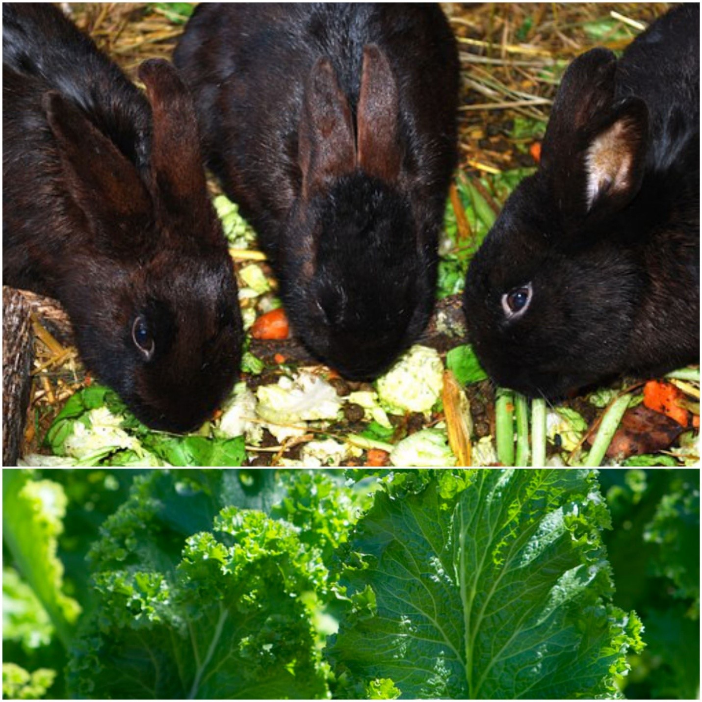 Can bunnies have kale _Rabbits and curly Kale