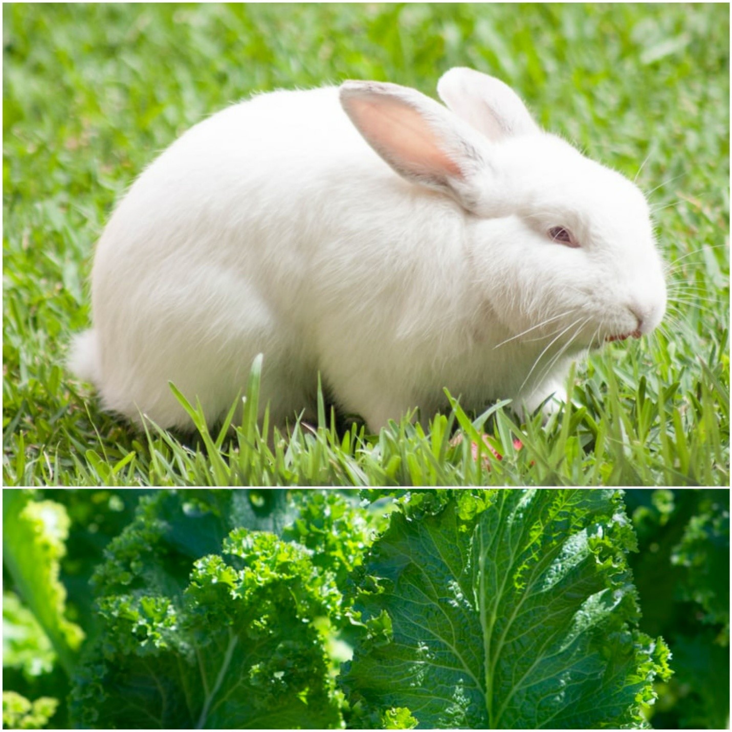 Can pet bunnies have kale_A white bunny and green kale