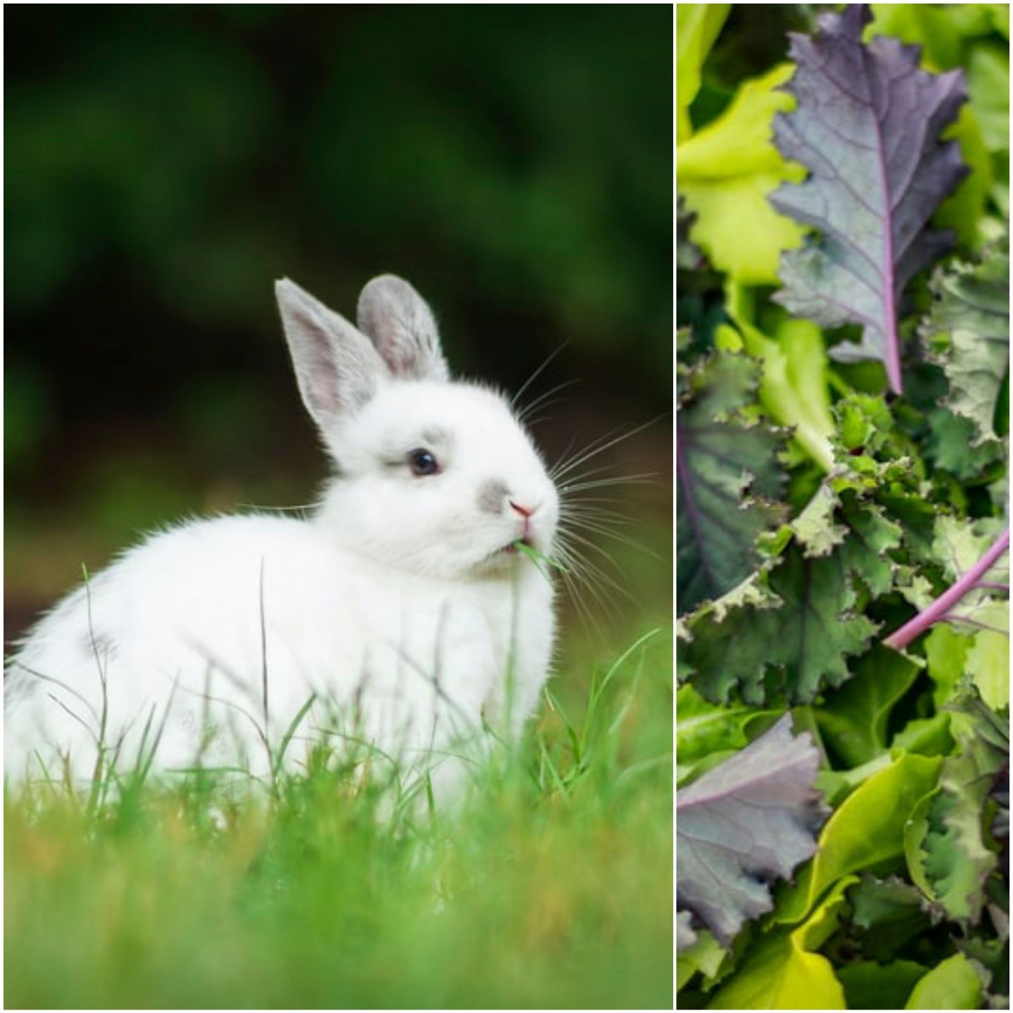 Can pet bunnies have kale_A white rabbit and purple kale