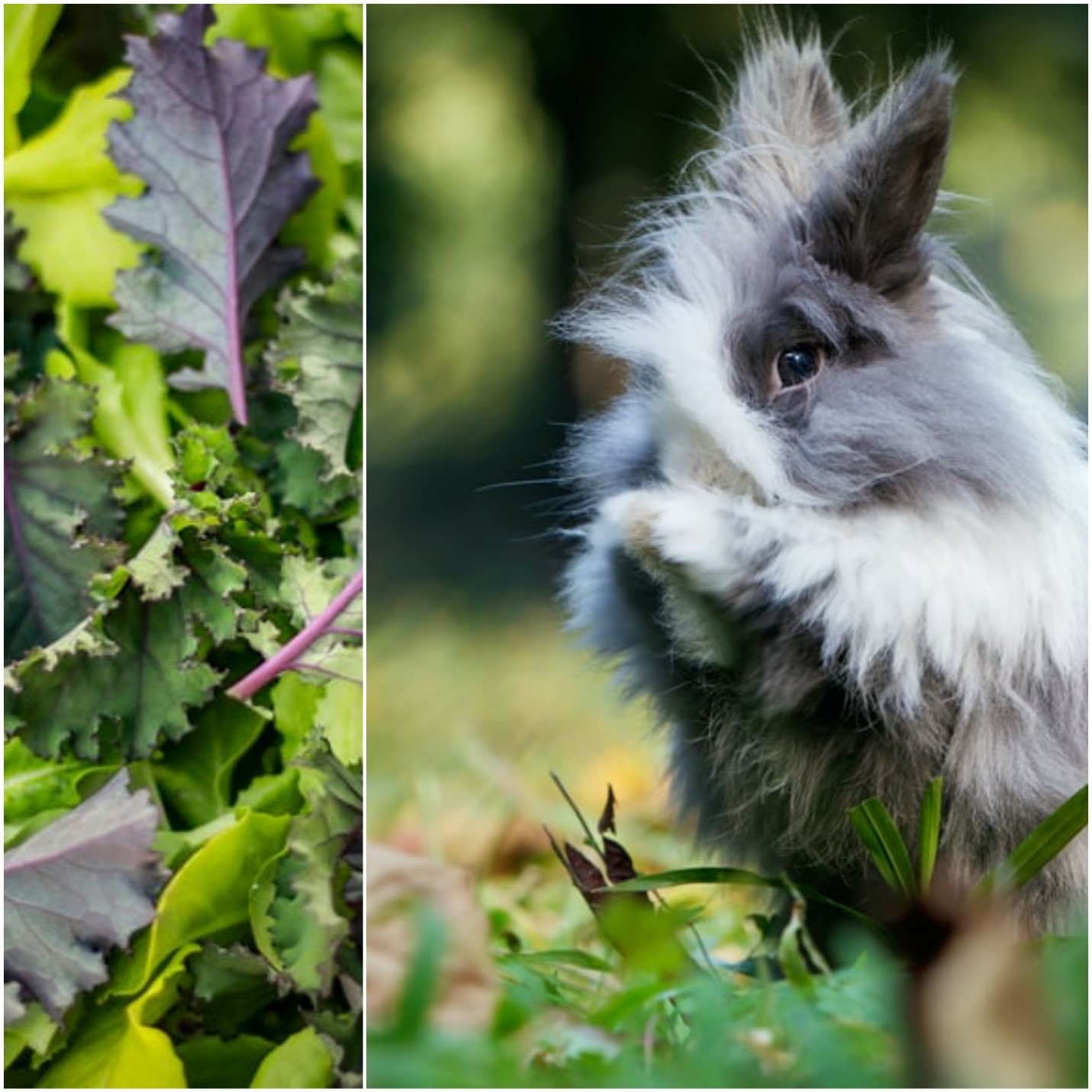 Can pet bunnies have kale_Kale and a bunny