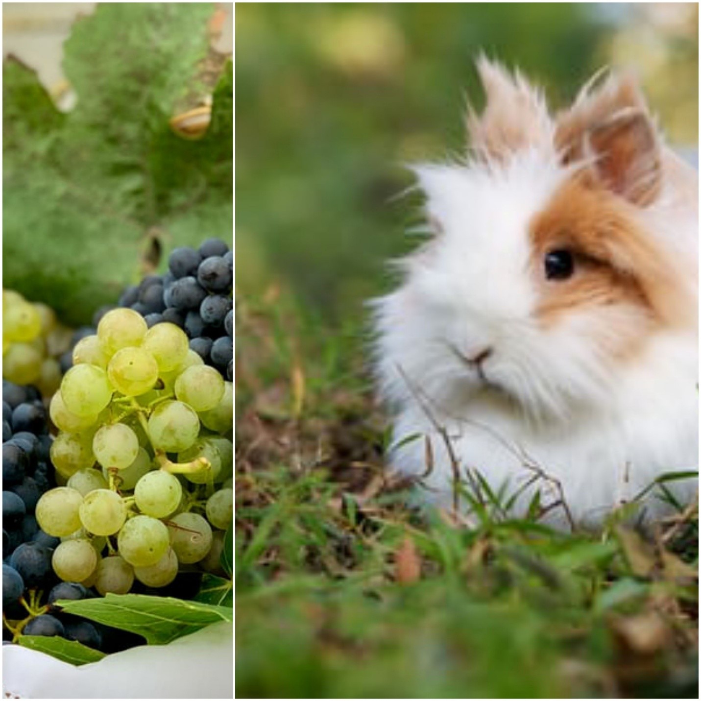 Can rabbits eat grapes_A bunch of grapes and a rabbit