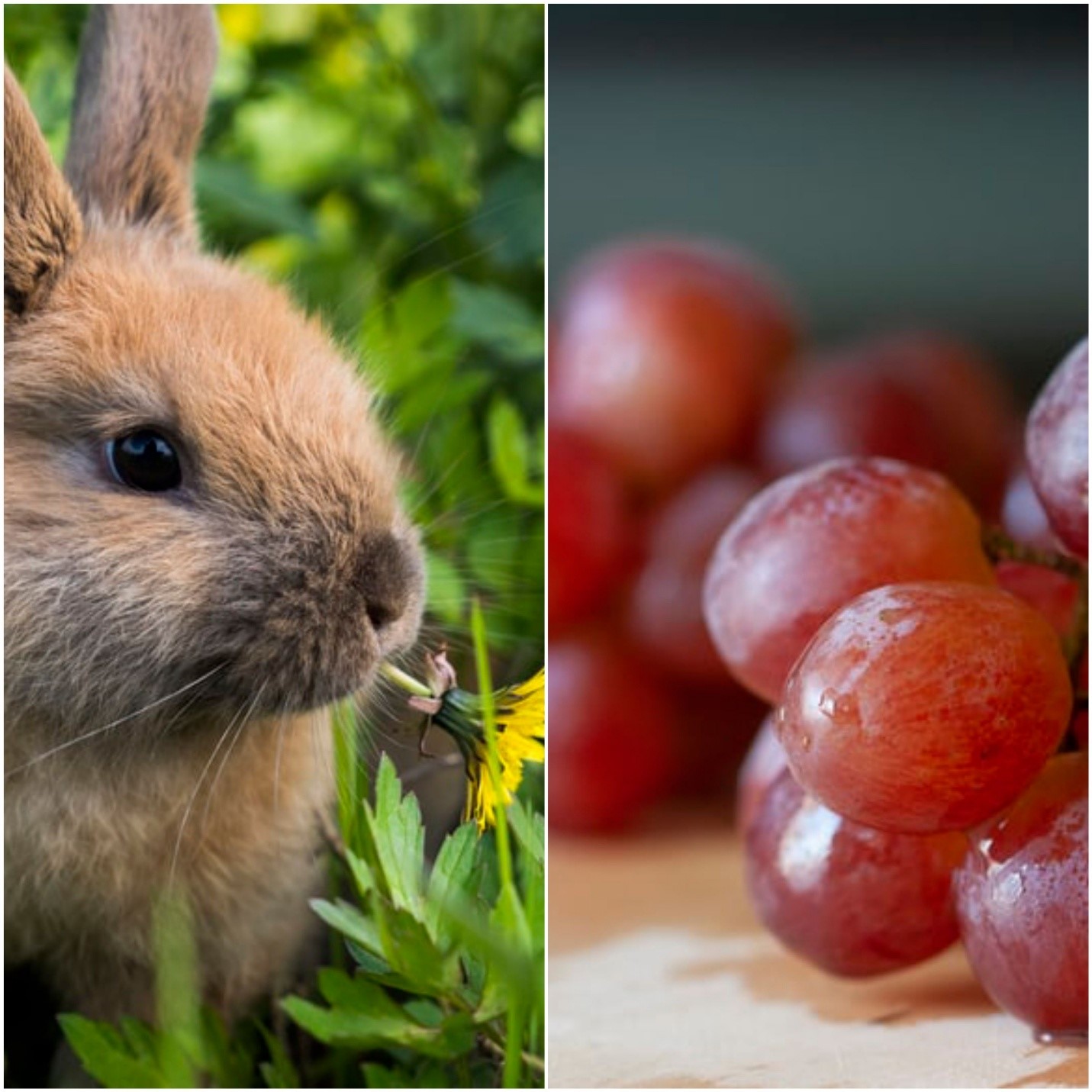 Can rabbits eat grapes? _  A rabbit and red grapes