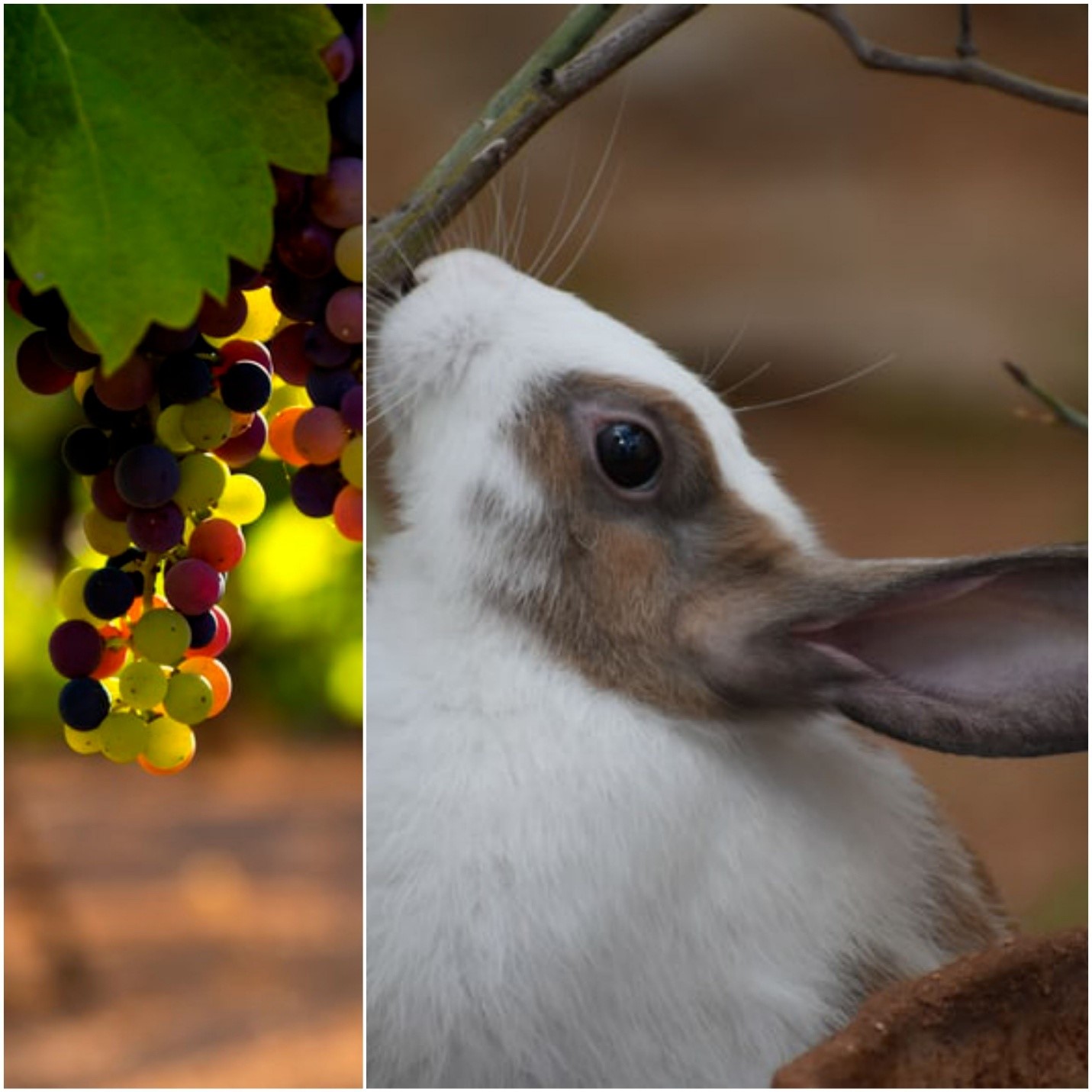 Can rabbits eat grapes? _ Grapevine and a rabbit