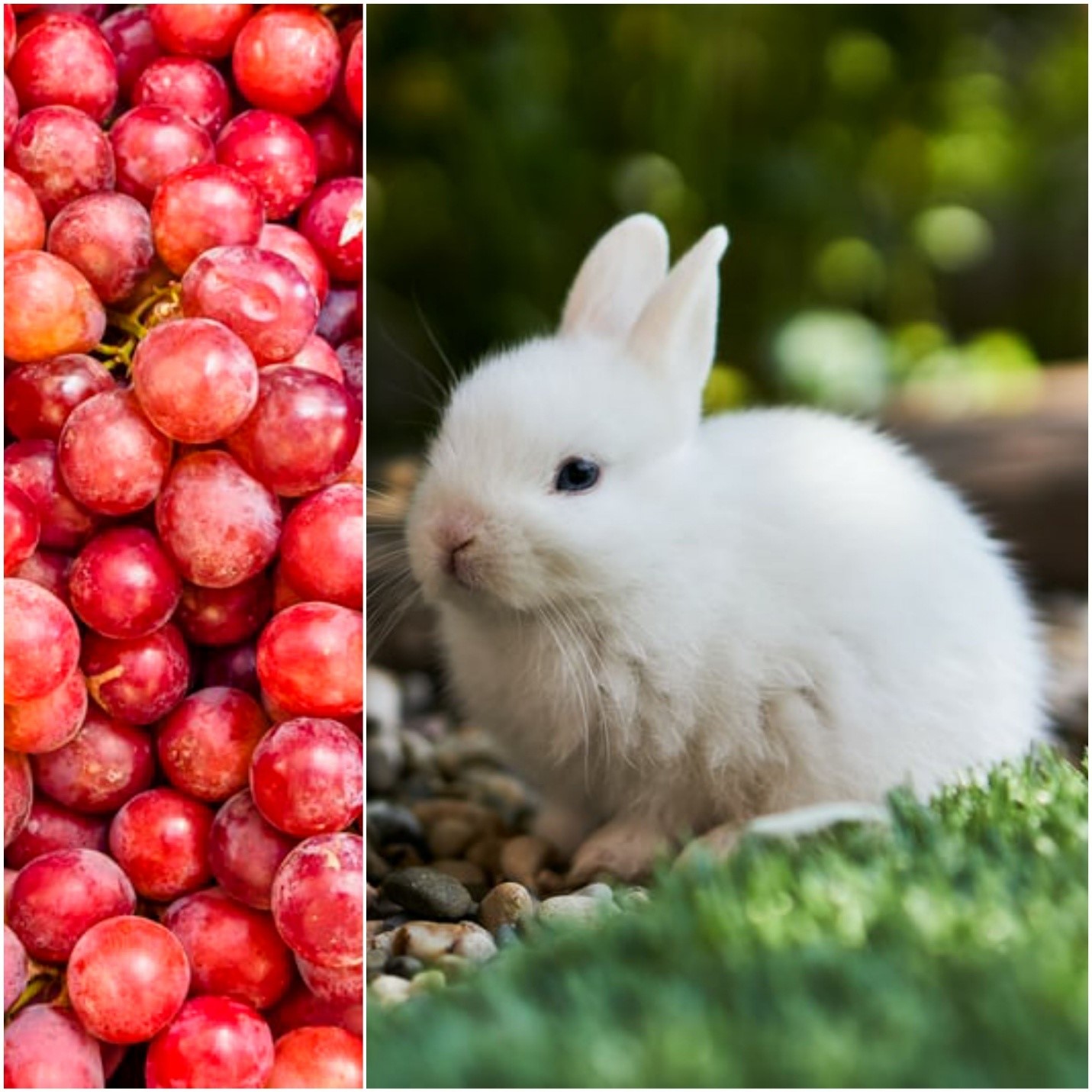 Can rabbits eat grapes_Red grapes and a baby bunny