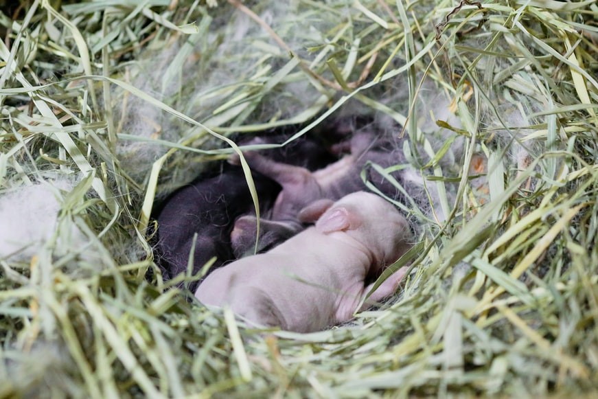 Can rabbits sense pregnancy _ Rabbit litter