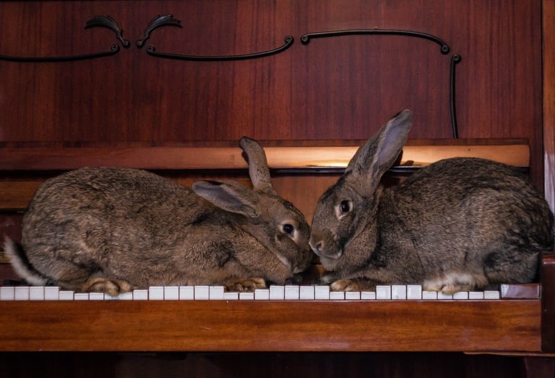 Can rabbits sense pregnancy_Two rabbits