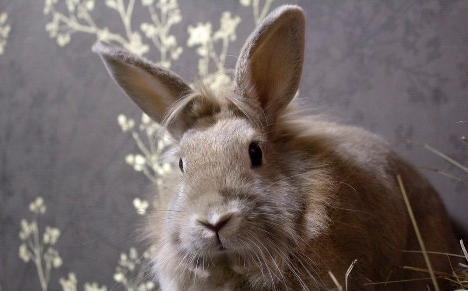 Can rabbits sense pregnancy_a brown rabbit