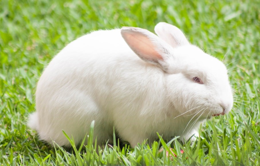 Can rabbits sense pregnancy_a white rabbit