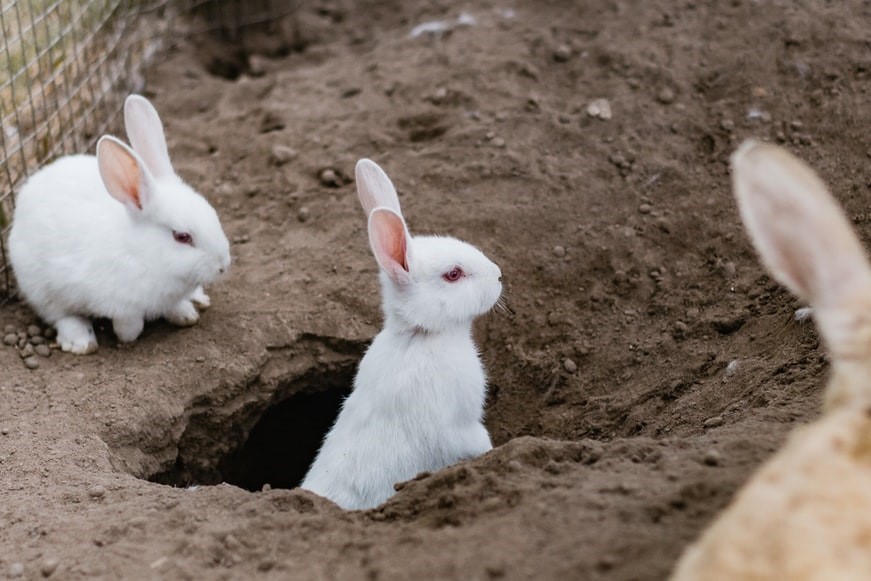 Why do bunnies dig on you_Rabbits burrowing