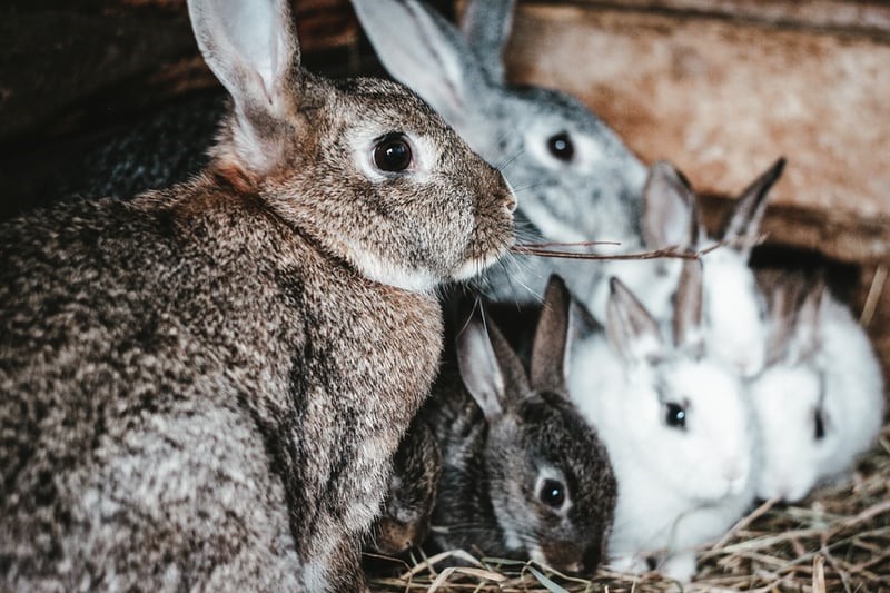 Do rabbits have periods_A doe with kits