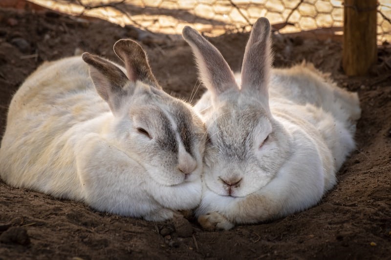 Do rabbits have periods_Two of the bunnies