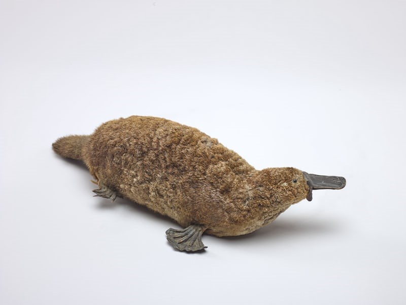Do rabbits lay eggs_A platypus