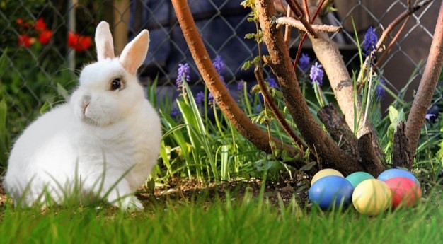 Do rabbits lay eggs_A rabbit and Easter eggs