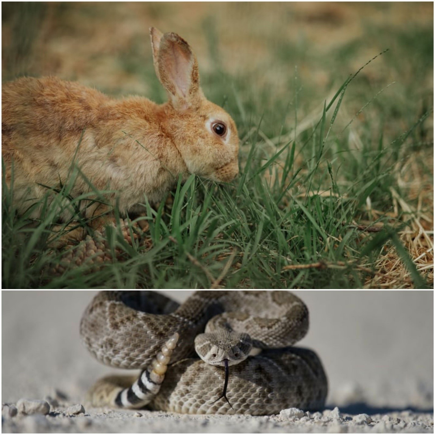 Do snakes eat rabbits _ Arabbit and a snake