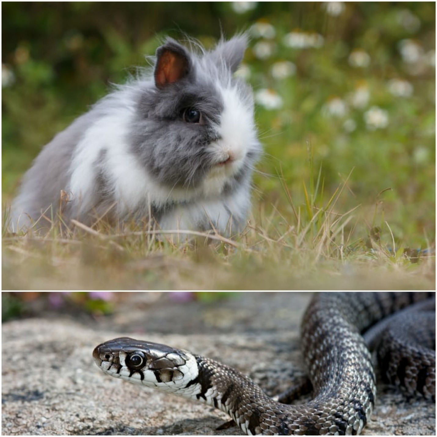 Do snakes eat rabbits_A bunny and a snake