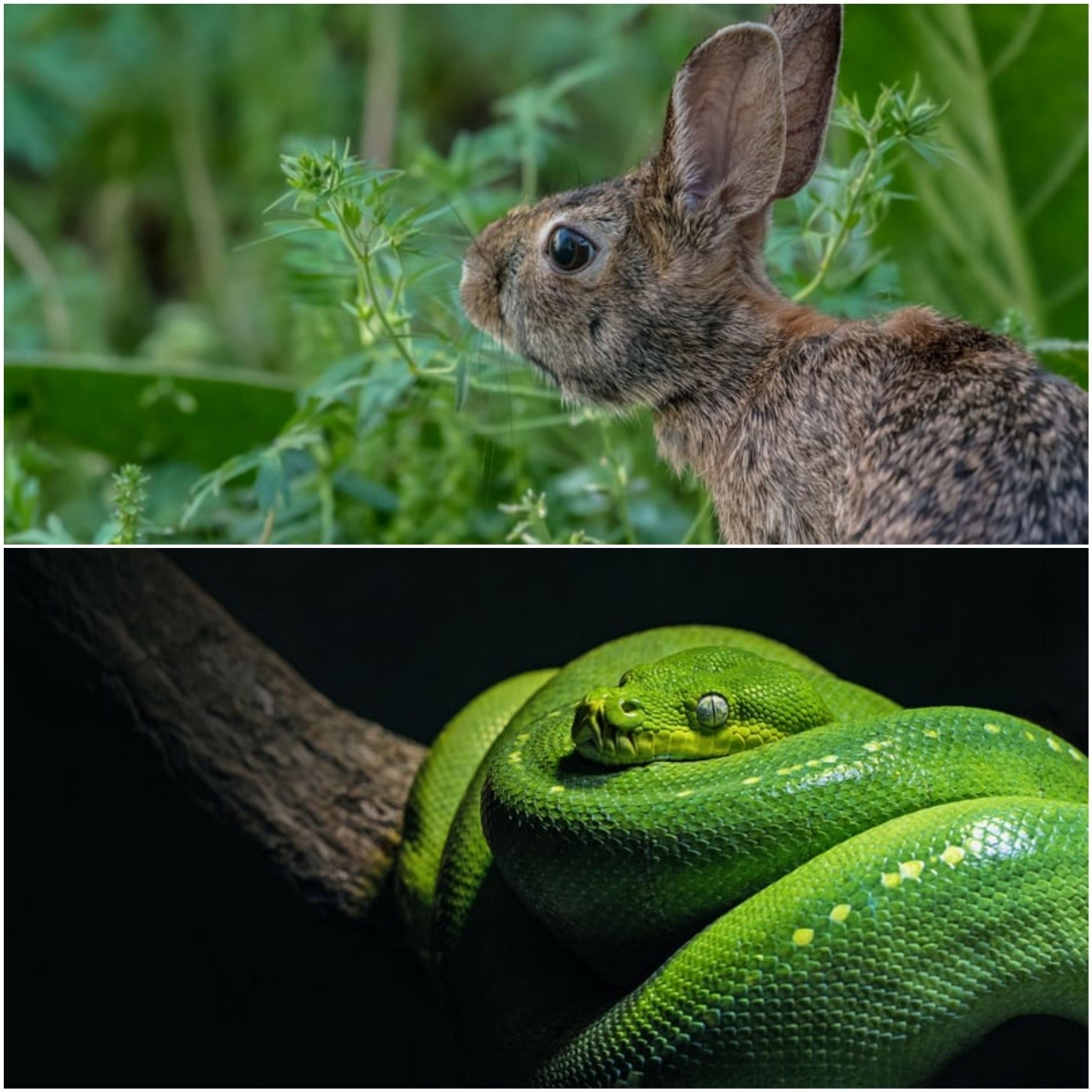 Do snakes eat rabbits_A rabbit and a python