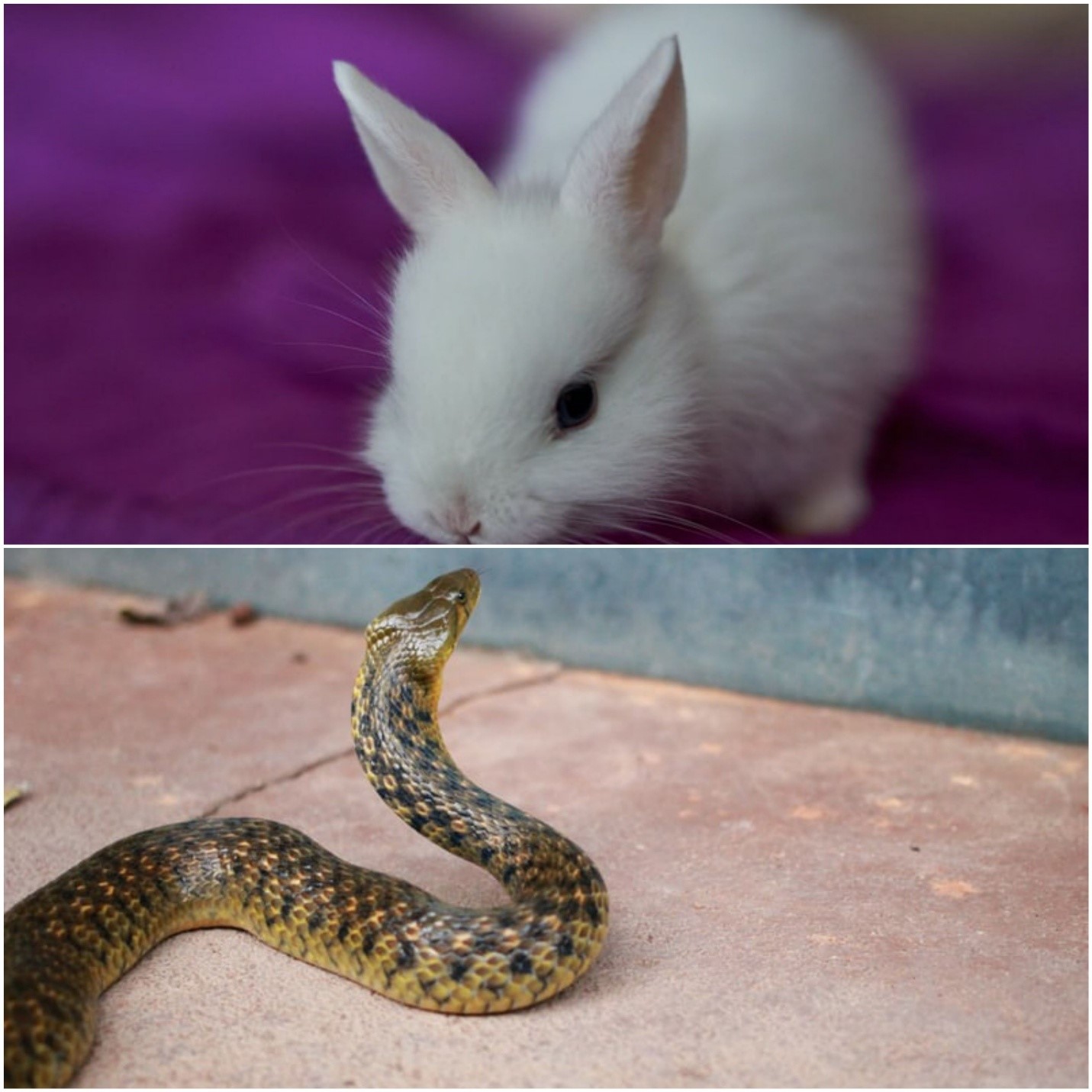 Do snakes eat rabbits_A rabbit and a snake