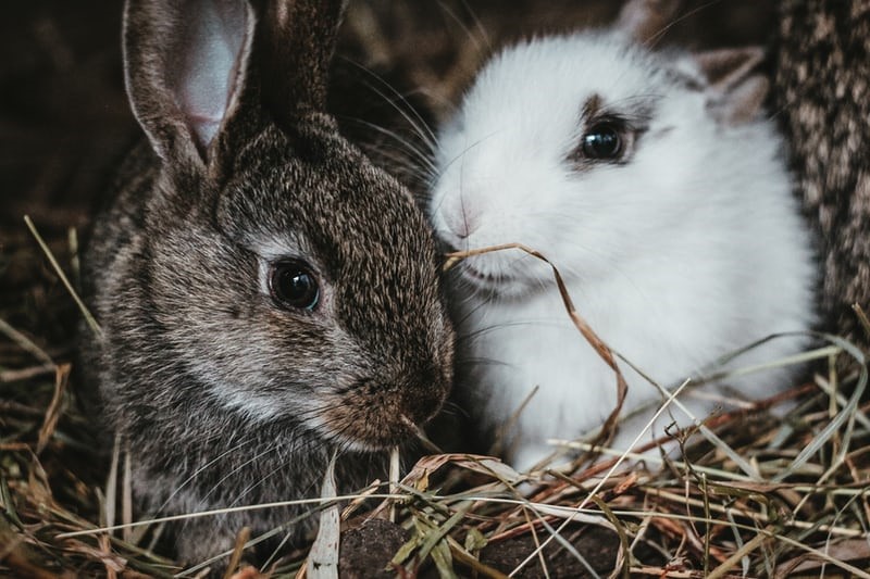 Home many rabbits are in a litter_Two young rabbits