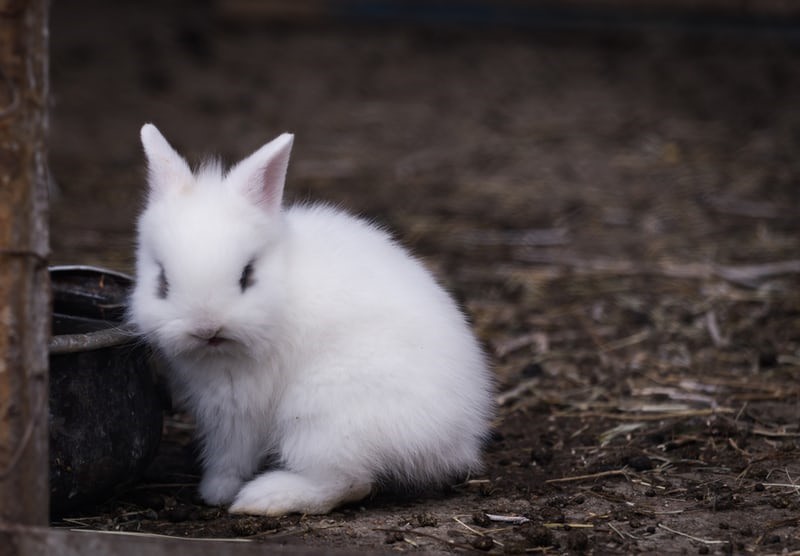 How many rabbits are in a litter_A Baby Rabbit