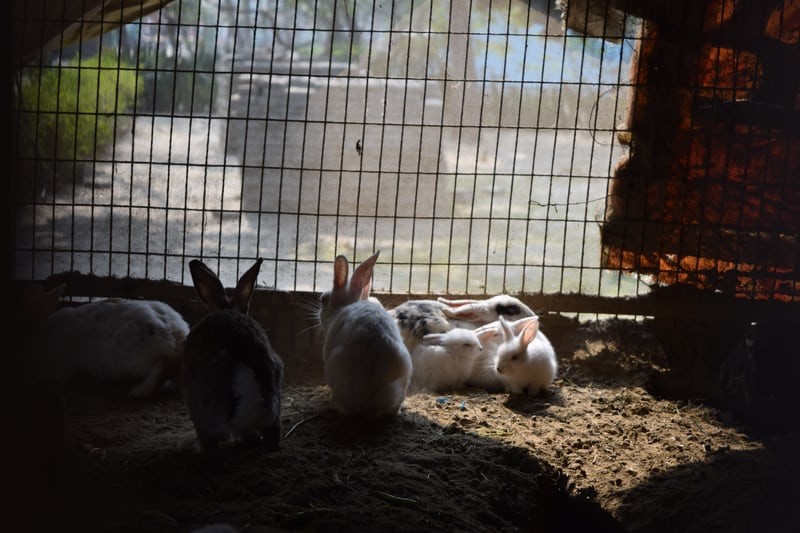How many rabbits are in a litter_Rabbits with kits