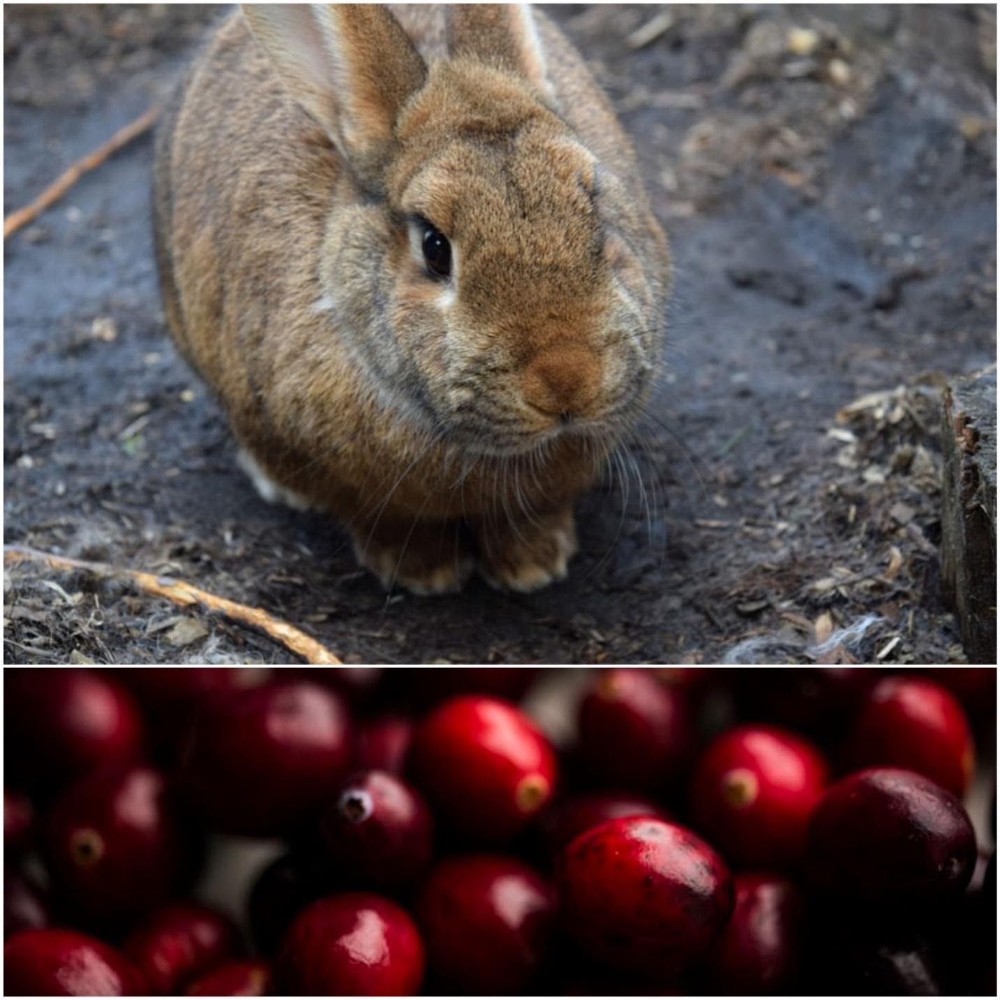 Can rabbits eat cranberries_A brown rabbit and cranberries 