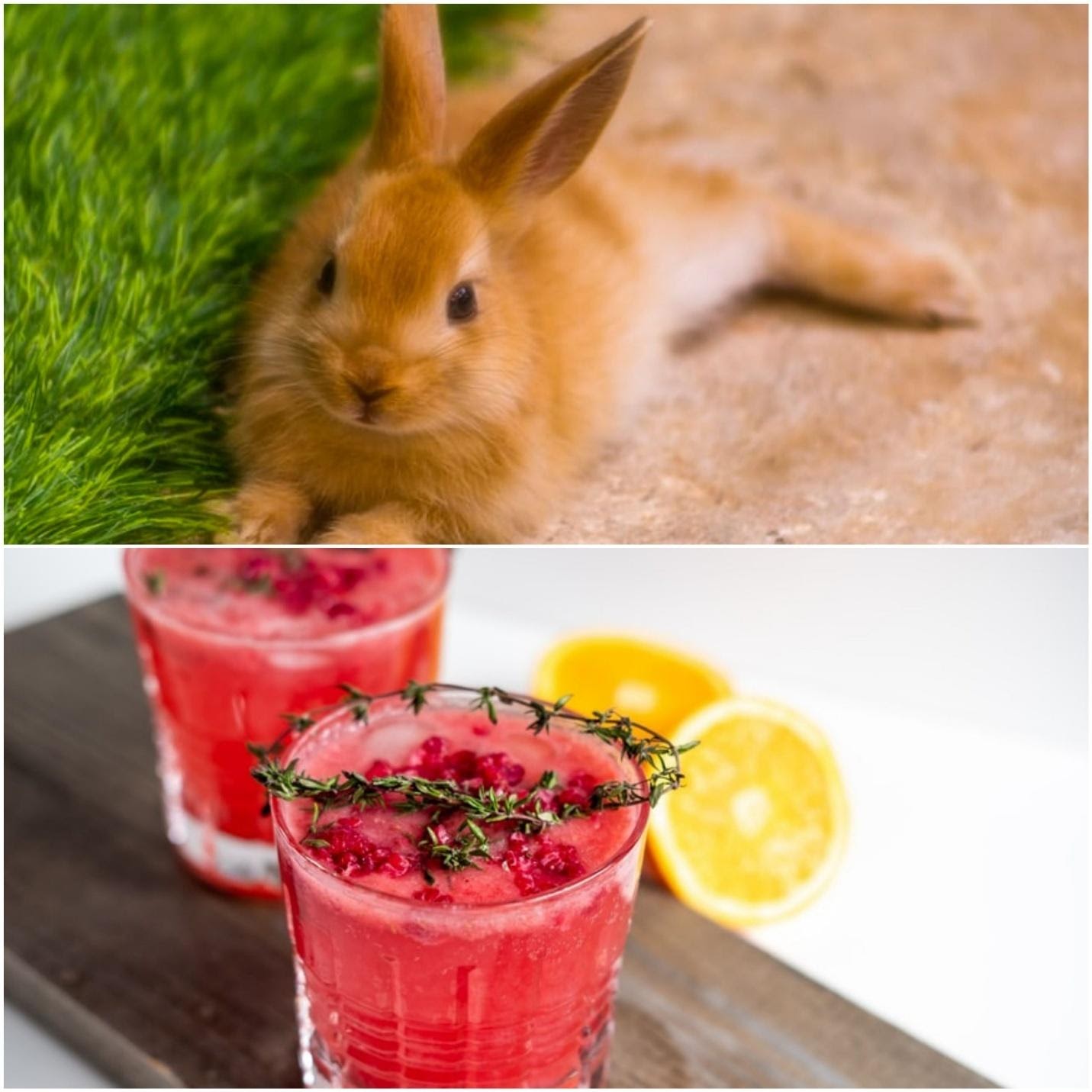 Can rabbits eat cranberries_A brown rabbit and cranberry juice