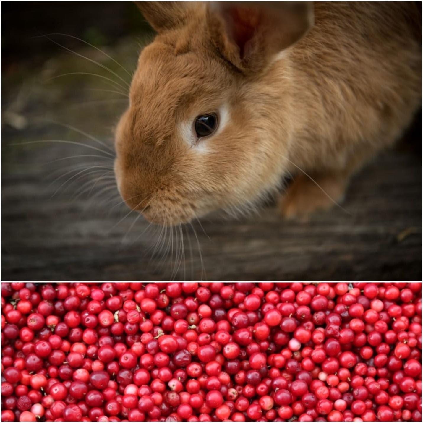 Can rabbits eat cranberries_A rabbit and cranberries