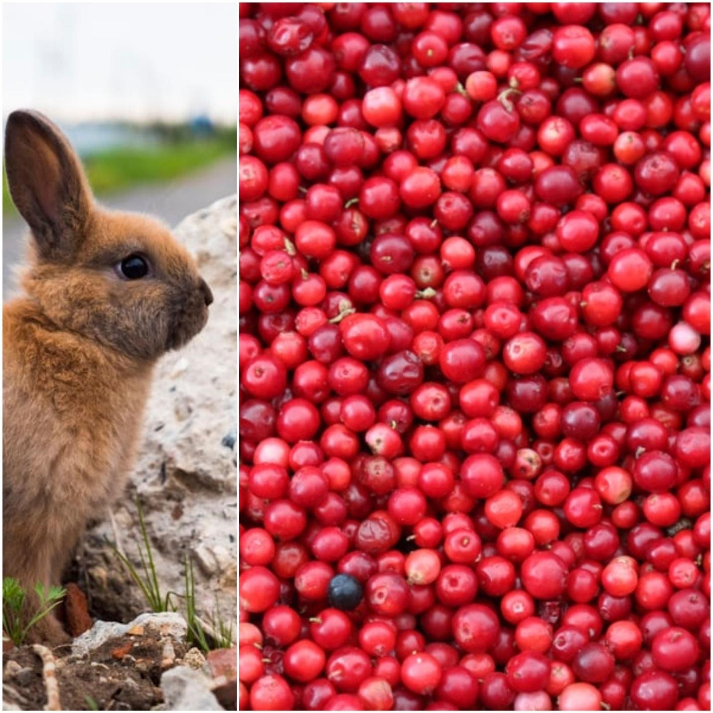 Can rabbits eat cranberries_A rabbit and fresh cranberries 