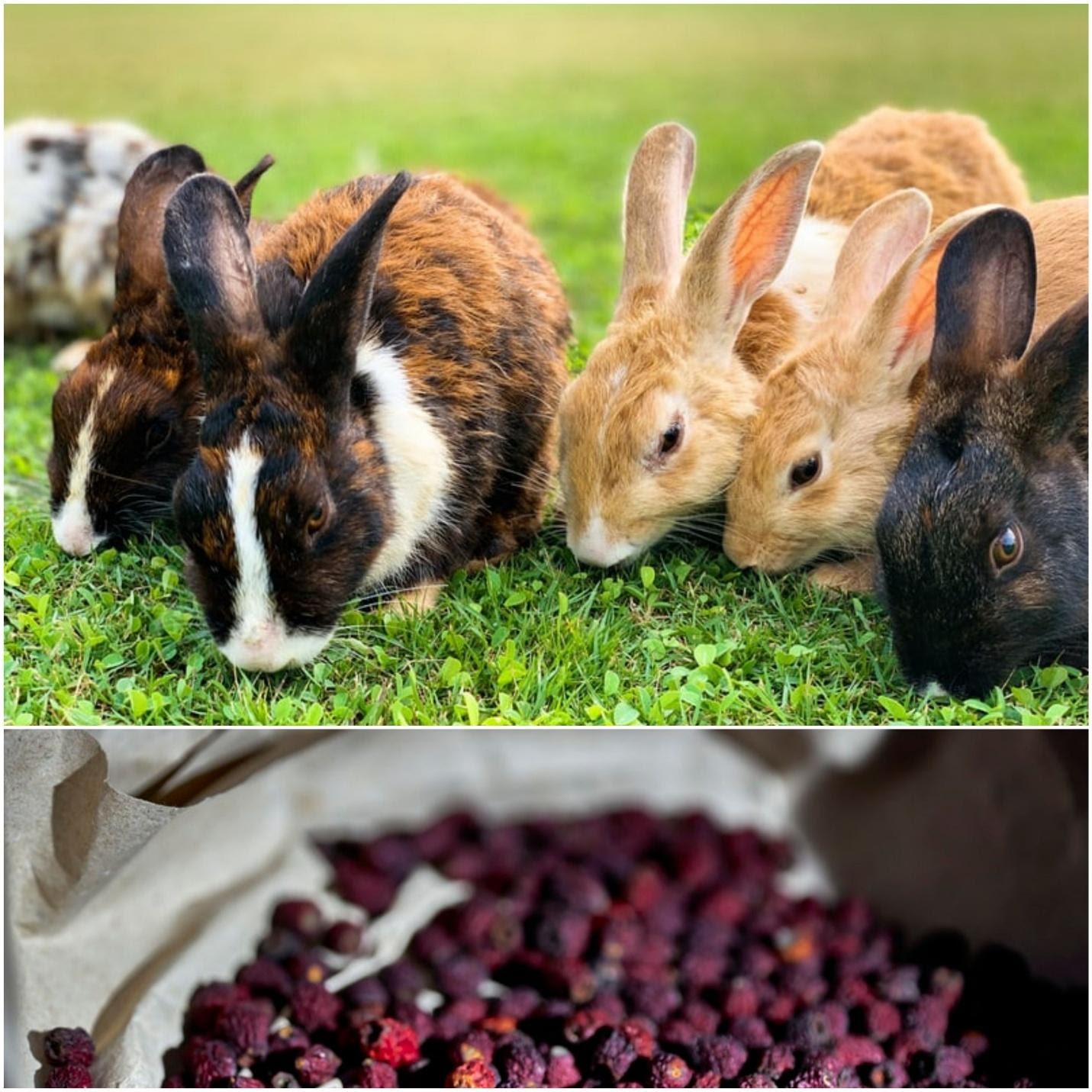Can rabbits eat cranberries? _Rabbits and dried cranberries
