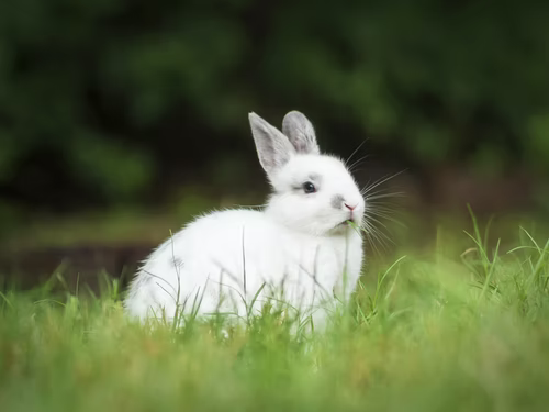  Can rabbits eat wheatgrass_A rabbit eating grass