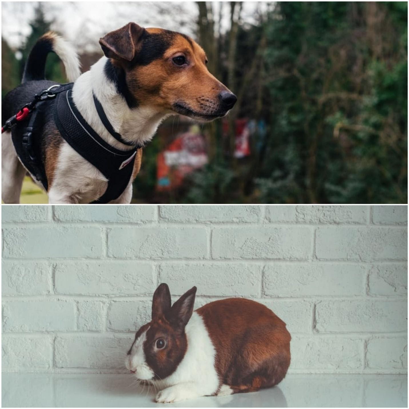 Can rabbits wear collars_A dog with a harness and a rabbit 