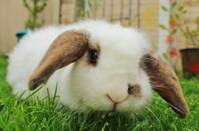 Can rabbits wear collars_A lop-eared rabbit 