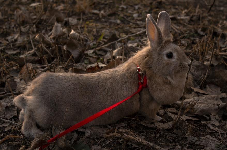 Can rabbits wear collars_A rabbit On leash