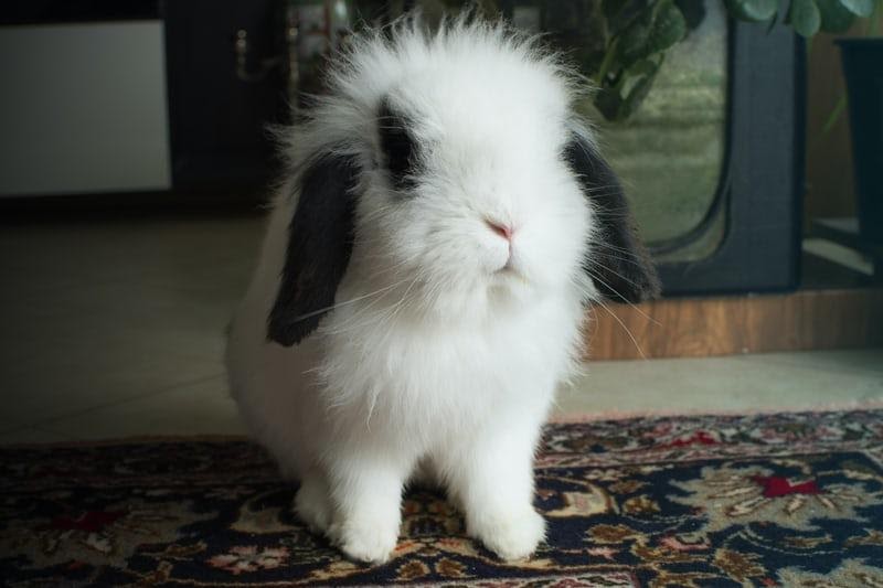 Can rabbits wear collars_A small bunny 