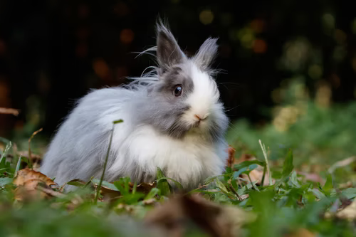 Do all bunny rabbits shed _A bunny rabbit